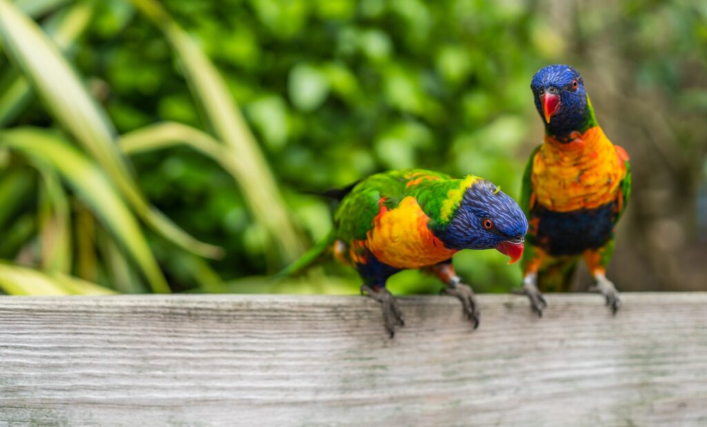 גוונים של צבע בטבע בציפורים ובבעלי חיים - כמה גונים של צבע קיימים